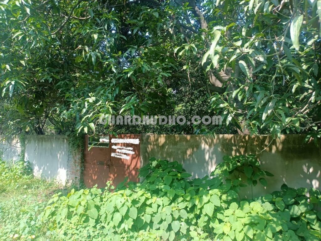 Agricultural Land With Mango Garden For Sale In Lucknow