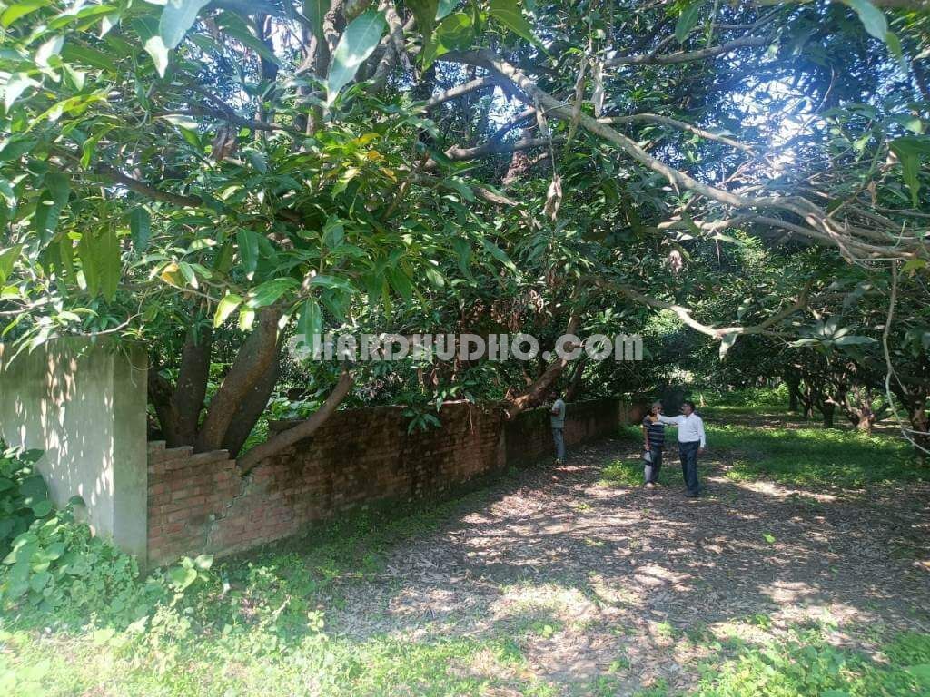 Agricultural Land With Mango Garden For Sale In Lucknow