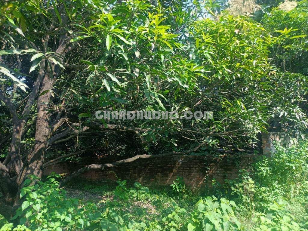 Agricultural Land With Mango Garden For Sale In Lucknow