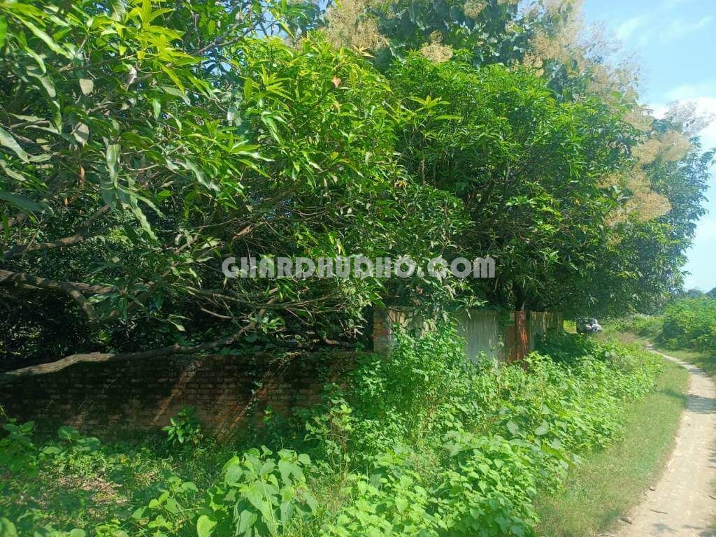 Agricultural Land With Mango Garden For Sale In Lucknow