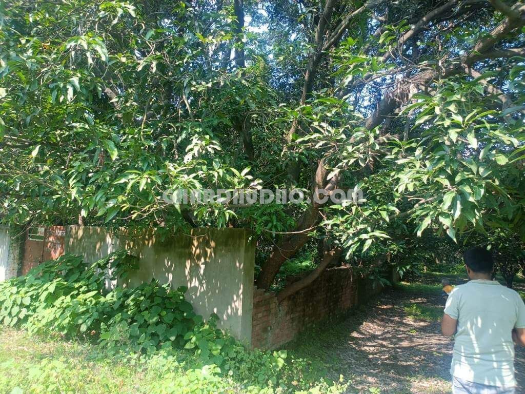 Agricultural Land With Mango Garden For Sale In Lucknow