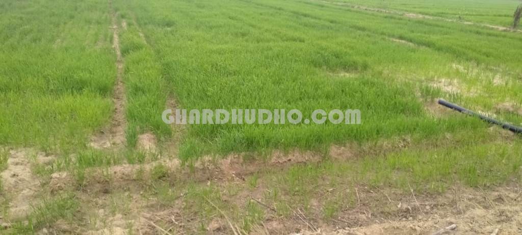 45 Bigha Agricultural Land For Sale In Mishrikh Sitapur