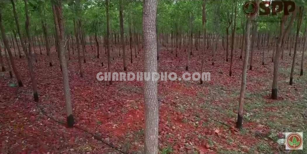 Sivashakthi Sandalwood Farms For Sale In Nedumbaram Tiruvallur Tamilnadu