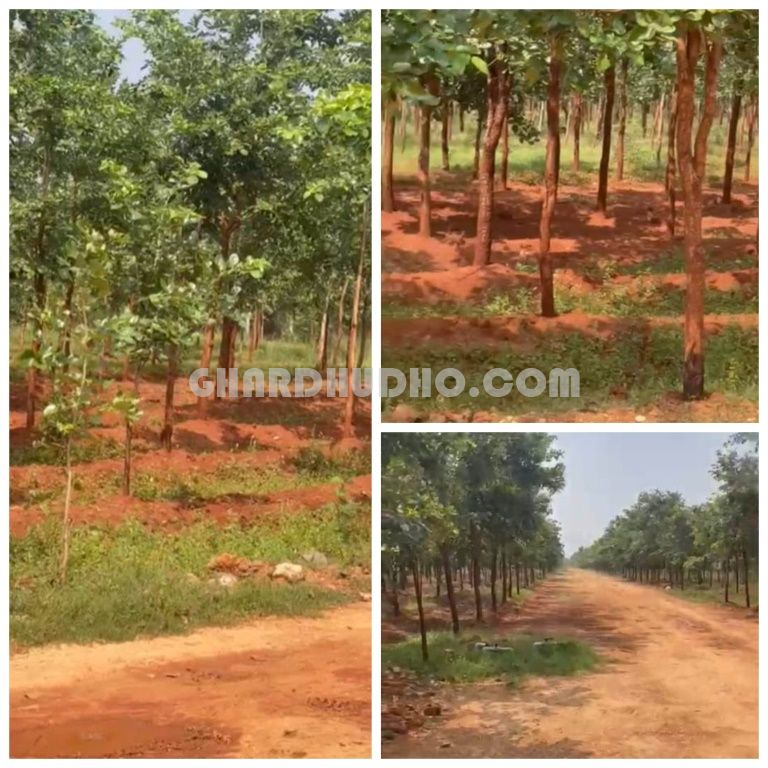 Sivashakthi Sandalwood Farms For Sale In Nedumbaram Tiruvallur Tamilnadu