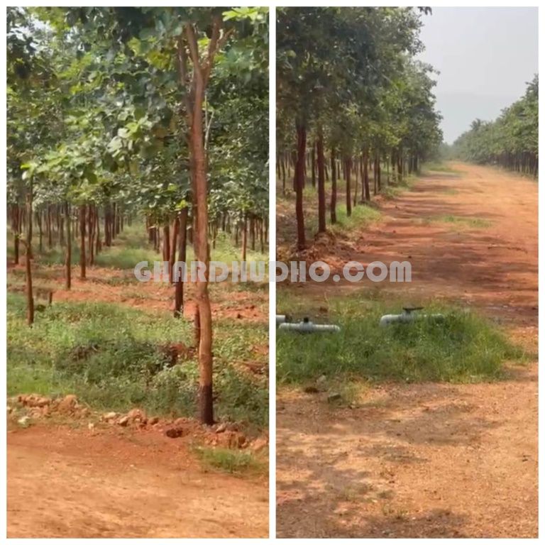 Sivashakthi Sandalwood Farms For Sale In Nedumbaram Tiruvallur Tamilnadu