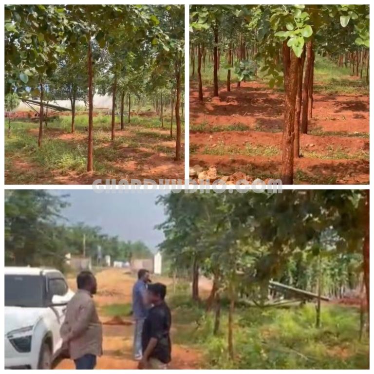 Sivashakthi Sandalwood Farms For Sale In Nedumbaram Tiruvallur Tamilnadu