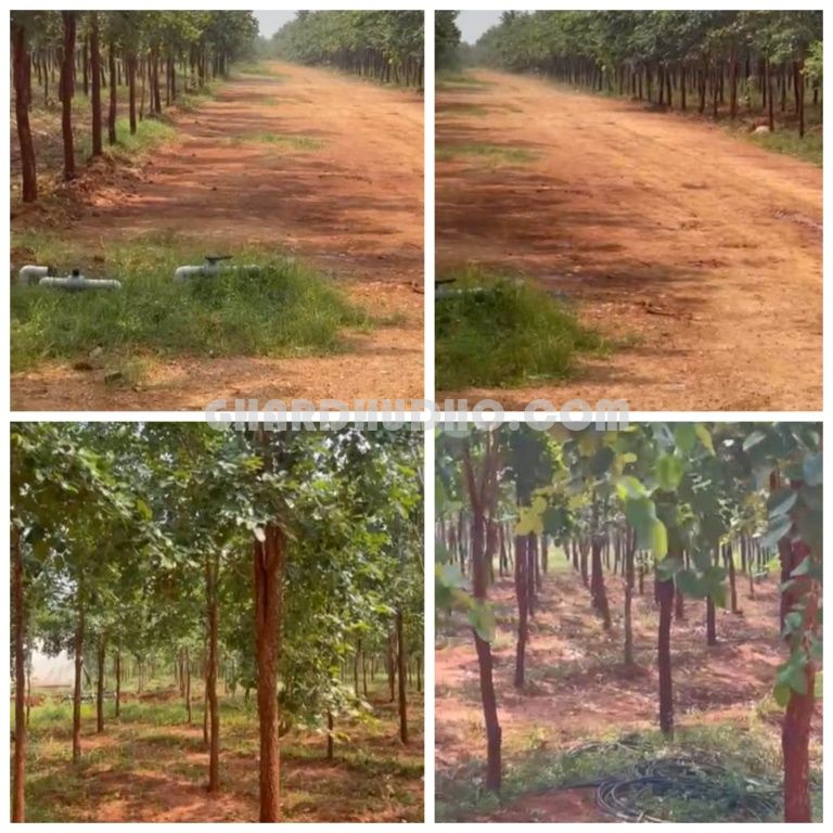 Sivashakthi Sandalwood Farms For Sale In Nedumbaram Tiruvallur Tamilnadu