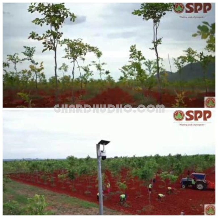 Sivashakthi Sandalwood Farms For Sale In Nedumbaram Tiruvallur Tamilnadu