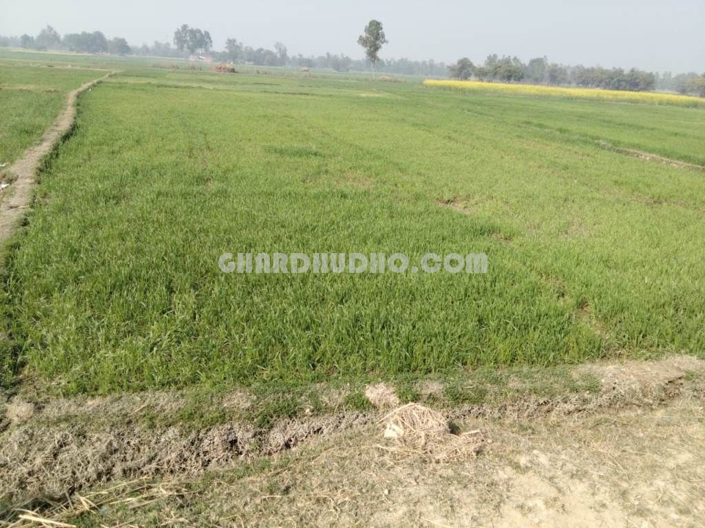 1 Bigha 2 Biswa Agricultural Land For Sale Near Nagram